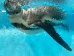 -帝企鹅自助餐厅•儿童岛•真企鹅(长隆企鹅酒店)