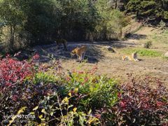 -沈阳森林动物园