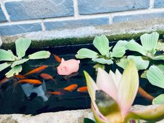 -老成都市井火锅阿泥頭火锅公司(海宁长安佳源中心广场店)