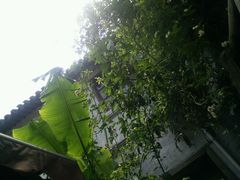 android_upload_pic-普吉岛卡塔阿维斯塔诺富特酒店度假村