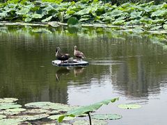 -前关湿地公园