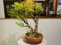 -璞素(浦东店)