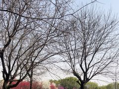 -洨河生态公园