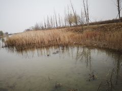 -泗洪洪泽湖湿地景区