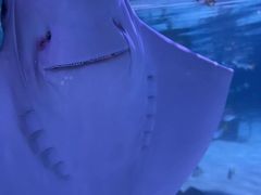 -暹罗海洋世界