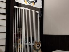 -逗柴咖啡屋·狗咖猫咖宠物桌游