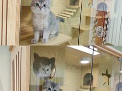 -猫十亿·布偶金渐层·曼基康矮脚猫舍(青年路店)