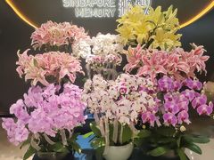 -狮拾久·现代新加坡料理(福田COCO Park店)