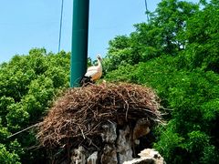 -合肥野生动物园