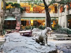 -白虎自助餐厅·真老虎·景观自助餐厅(广州长隆酒店)