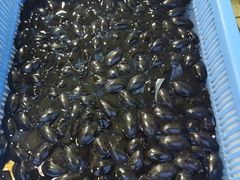 -南沙十九涌渔人码头-南门