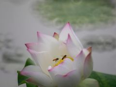 -西湖游船