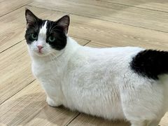 -安格丽娜·狗咖·猫咖羊驼咖(春熙路百盛商场店)