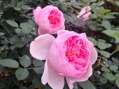 -人民公园(罗湖区)