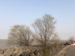-上海滨江森林公园