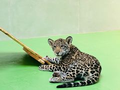 -北京野生动物园