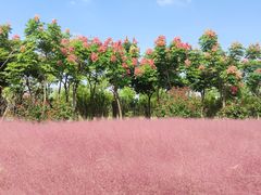 -南湖湿地公园