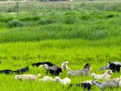 -泸沽湖国家级风景名胜区走婚桥
