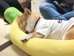-逗柴咖啡屋·狗咖猫咖宠物桌游
