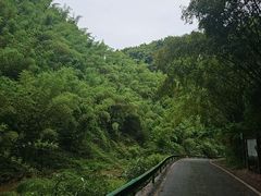 -芦沟竹海