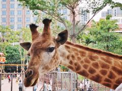 -灵玲国际马戏城