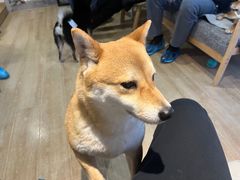 -南京Hallo宠物乐园·哈罗犬舍·柴犬繁育基地
