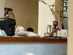 -有猫主题·治愈系猫咖(曾厝垵店)