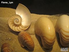 -亚龙湾中心广场·贝壳馆