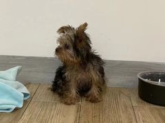 -宠颐生宠物医院外科·内科·皮肤科·影像科(石龙店)