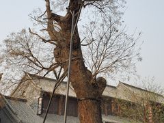 -老槐树煎包
