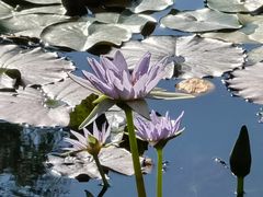 -国家植物园南园