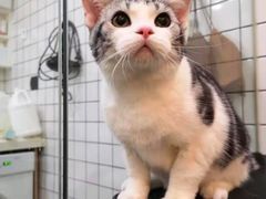 -猫大福·Fortune Cat猫舍(百子湾店)