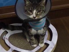 -关爱宠物医院·猫科中心·消化科(滨湖万达分院)