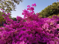 -深圳仙湖植物园-停车场