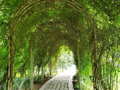 -合肥滨湖国家森林公园