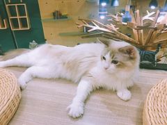 -飞行喵MR PILOT|猫舍·猫咖(静安大融城店)