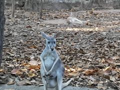 -清迈夜间动物园