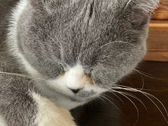-蓝鲸·缅因猫舍
