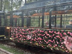 -合肥滨湖国家森林公园