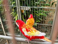 -南宫五洲植物乐园