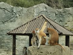 -杭州野生动物世界
