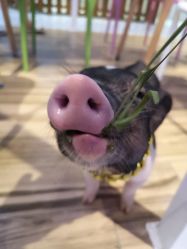-Moni星球萌宠·小马宝莉·灵蛇·高端高阶全萌宠互动体验俱乐部(红豆国际广场店)