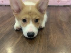 -柯斗斗主题餐厅·狗咖·围炉煮茶·茶饮(国瑞升平里店)