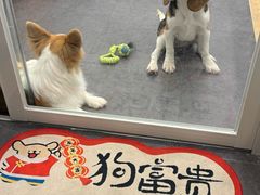 -有喵·猫咖·狗咖·30几只猫10只小狗(岗厦店)