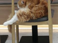 -喵园·猫主题咖啡厅·撸猫·猫咖(国贸店)