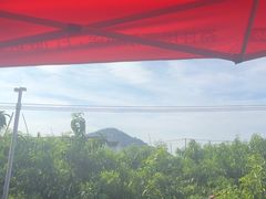 -老袁家蜜桃农场·阳山水蜜桃