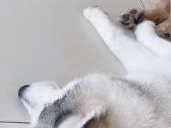 -怪兽屋·羊驼·猫咖·狗咖(俊华广场店)