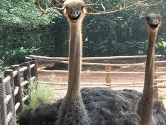 -海南热带野生动植物园