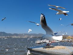 -海埂大坝