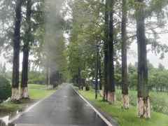 -黄海国家森林公园